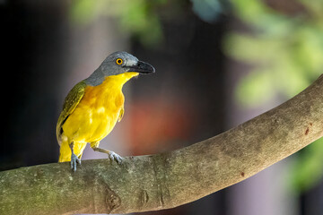 Grey-headed bushshrike.