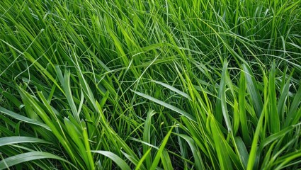 Obraz premium Vibrant green grass texture in a lush natural background symbolizing freshness and springtime vitality in a serene outdoor setting.