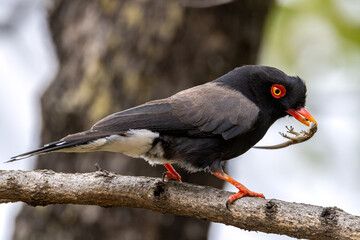 Retz's helmet shrike.