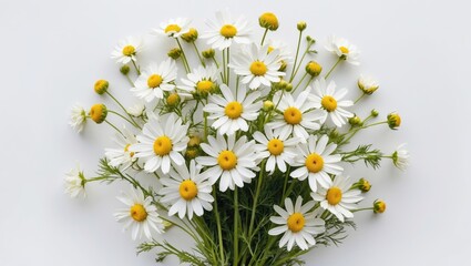 Obraz premium Fresh Wild Chamomile Bouquet on White Background Perfect for Spring or Summer Floral Arrangements with Space for Your Text or Design