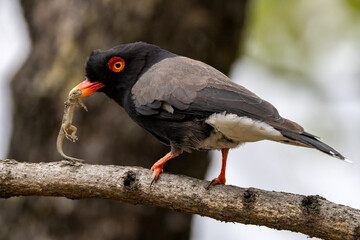 Retz's helmet shrike.