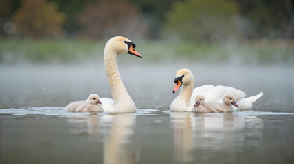 Fototapeta premium Family of swans swimming in misty water at dawn, serene harmony