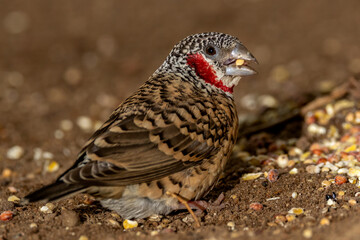 Cut-throat finch.