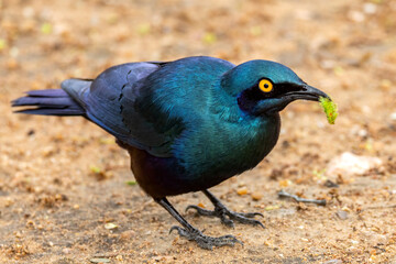Cape glossy starling.