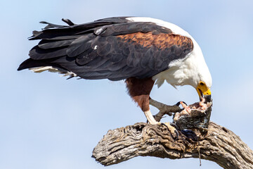 African fish eagle.