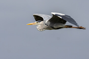 Grey heron.