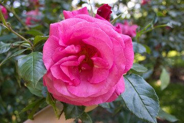 Close-up of pink rose in bloom