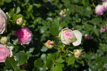 White and pink rose blooming in garden