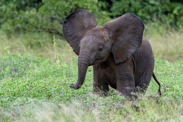 African elephant baby. © Braam