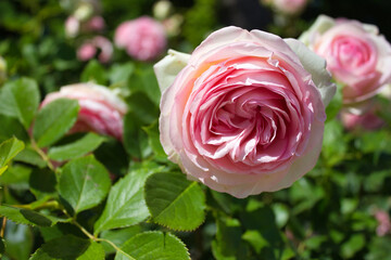 Pink garden rose in full bloom