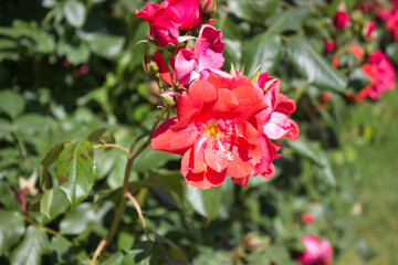 Red rose in full bloom with buds