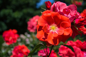 Bright red rose in sunlight