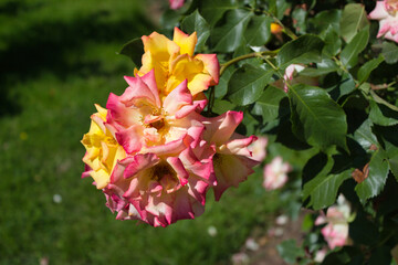 Vibrant yellow and pink roses in full bloom