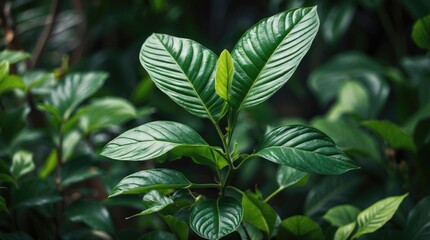 Lush green foliage of a heart-shaped leaf plant thriving in natural light showcasing vibrant textures and healthy growth.