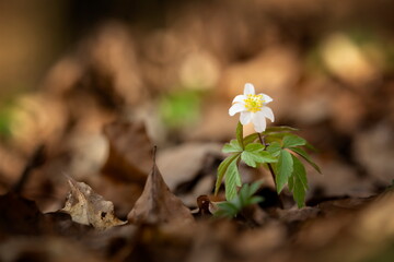 Anemone nemorosa flower in the forest in the sunny day. Wood anemone, windflower, thimbleweed. Grows in Europe, East Asia. In North America. Lovely white anemone flowers in spring forest at sunset.