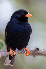 Indigo, bird