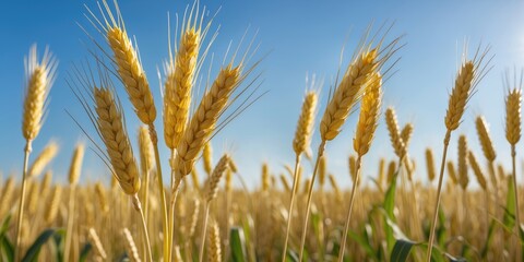 Obraz premium Golden wheat field against a clear blue sky showcasing agricultural beauty and nature's bounty in a serene landscape.