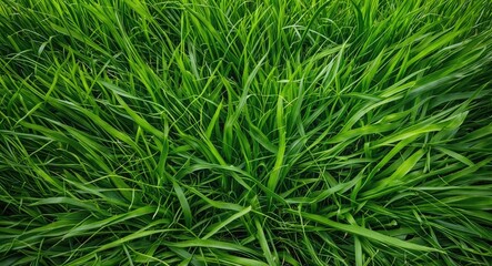 Lush Green Grass Texture with Abundant Copy Space for Text Overlay or Design Elements