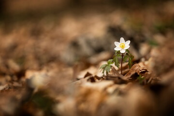 Anemone nemorosa flower in the forest in the sunny day. Wood anemone, windflower, thimbleweed. Grows in Europe, East Asia. In North America. Lovely white anemone flowers in spring forest at sunset.
