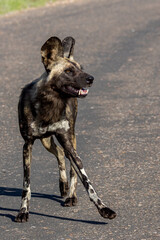 African Wild Dog.