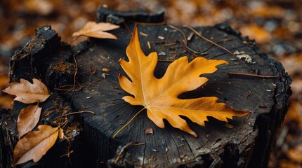 Vibrant autumn oak leaf resting on a decayed pine stump surrounded by fallen leaves in a forest setting