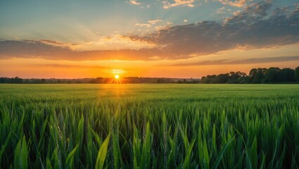 Fototapeta premium Lush green field under a colorful sunset sky with warm sunlight illuminating the horizon and soft clouds in the background.