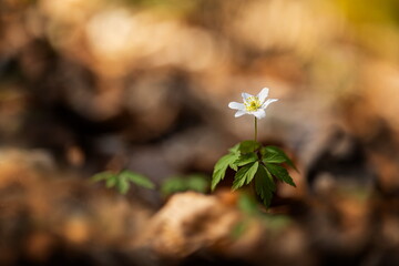 Anemone nemorosa flower in the forest in the sunny day. Wood anemone, windflower, thimbleweed. Grows in Europe, East Asia. In North America. Lovely white anemone flowers in spring forest at sunset.