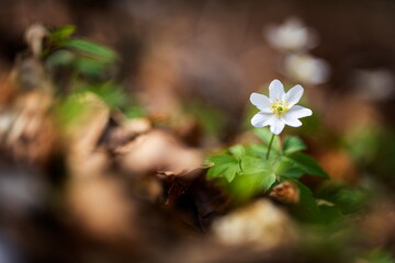 Anemone nemorosa flower in the forest in the sunny day. Wood anemone, windflower, thimbleweed. Grows in Europe, East Asia. In North America. Lovely white anemone flowers in spring forest at sunset.