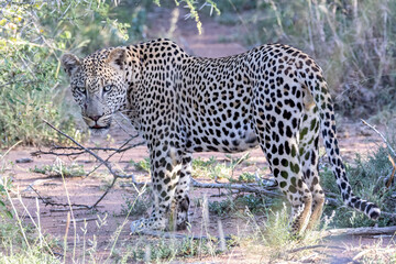Leopard.