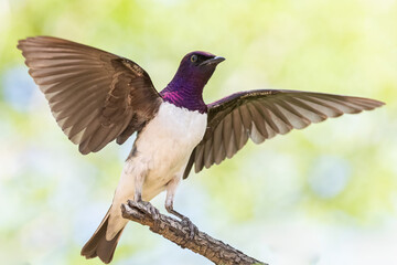 Violet back starling male.