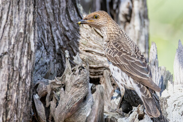 Violet back starling female.