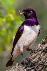 Violet back starling male.