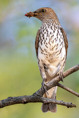 Violet back starling female.