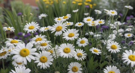 Fototapeta premium Daisies Blooming in Garden Setting Vibrant Colors with Space for Text Enhancing Happiness and Relaxation