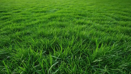 Obraz premium Lush Green Grass Texture Background in Park with Abundant Vegetation and Ample Space for Text Overlays and Design Elements