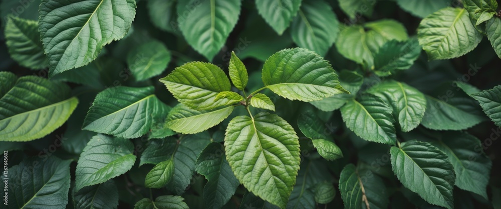 Poster detailed close-up of lush green leaves with vintage tone and copy space for text overlay in natural 