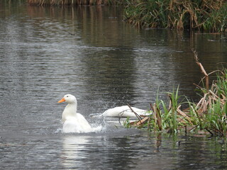 Young white swans on the water in a pond