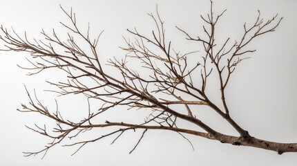 Obraz premium Dry bare tree branch with intricate twigs isolated on a clean white background for natural texture and design elements.