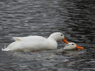 Young white swans on the water swim one on top of the other