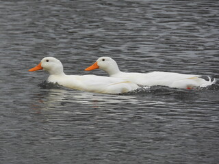 Young white swans close together on the water