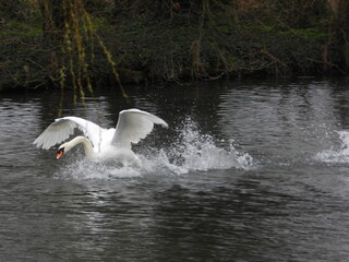 A large white swan taking off from the water with open wings