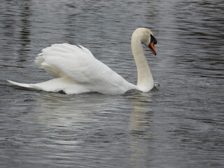 Side view of a large white swan on the water