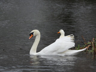 Obraz premium Side view of a large white swan on the water