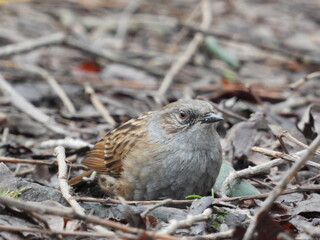 A brownish-gray little bird sits low on the ground with sticks
