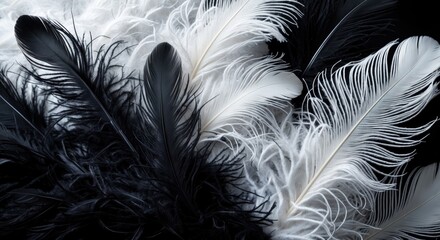 Obraz premium Elegant black and white abstract arrangement of fluffy feathers creating a stunning visual contrast and rich texture for artistic backgrounds.