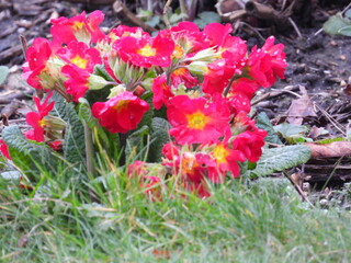 Red low flowers with yellow center in the petals