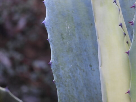 Close-up of cactus leaves with thorns