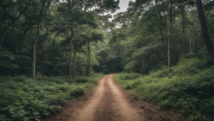 Obraz premium Serene Dirt Path Winding Through Lush Green Forest Creating Tranquil Atmosphere Perfect For Nature Themes And Copy Space Use