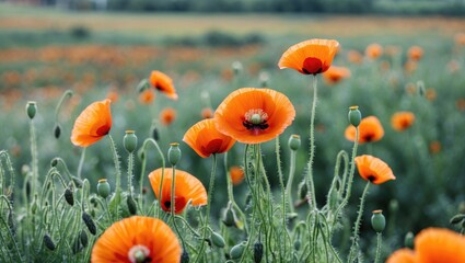 Obraz premium Vibrant Orange Poppy Flowers in a Field with Green Foliage and Ample Space for Text or Design Elements
