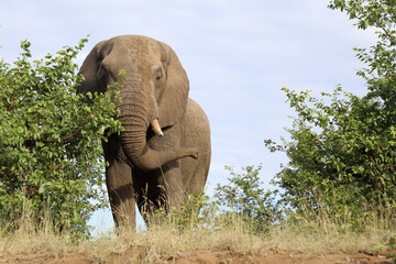 Afrikanischer Elefant / African elephant / Loxodonta africana